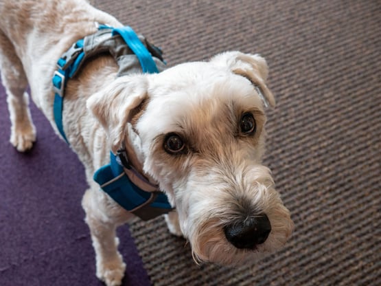 CoreTech loves providing the best IT support for their Omaha small businesses as much as they love Louie.